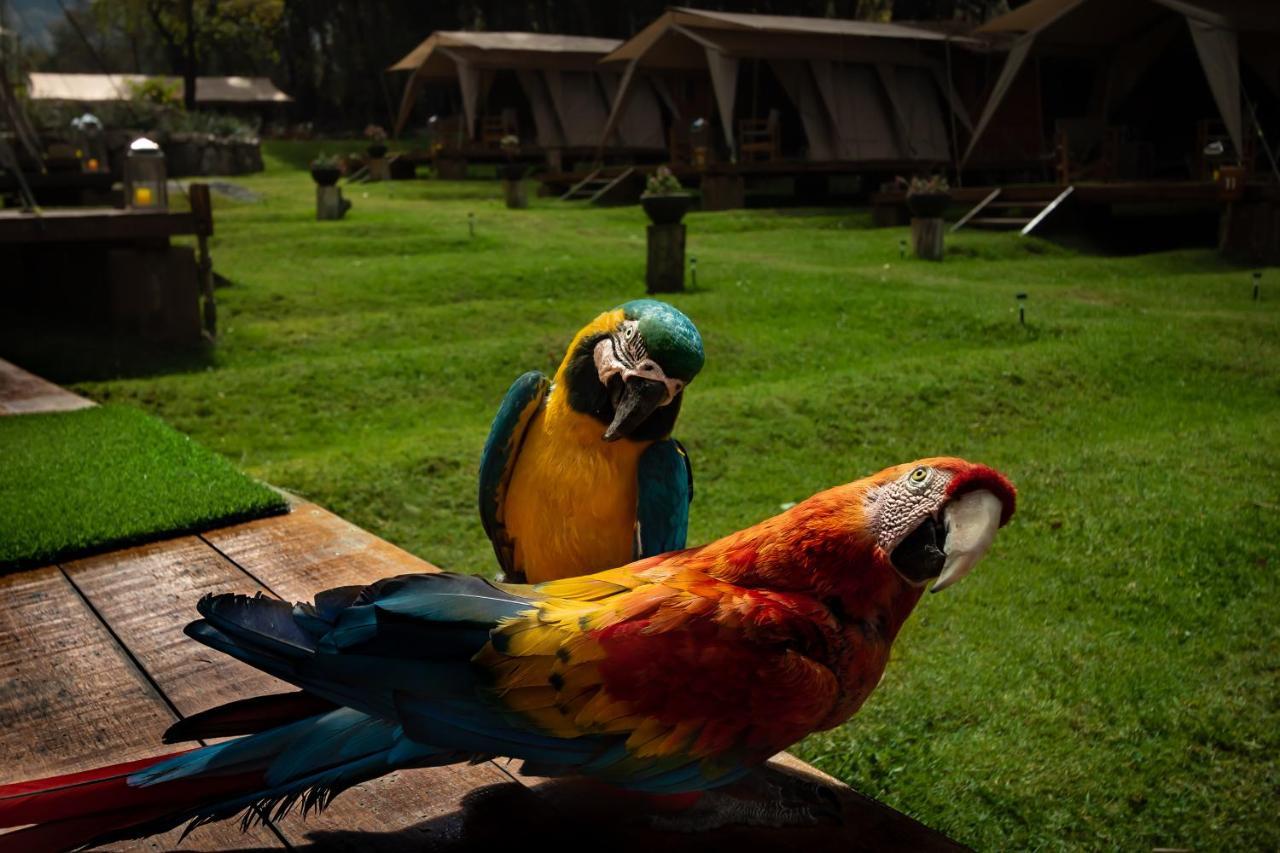 Glamping Chaska Ocupi Hotel อูรูบัมบา ภายนอก รูปภาพ